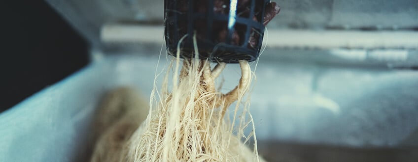 Raíces en cultivo de marihuana hidropónica Imagen de raíces blancas y fibrosas que corresponden al sistema de marihuana hidropónica